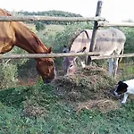 Lo Scalandrino 아파트호텔
